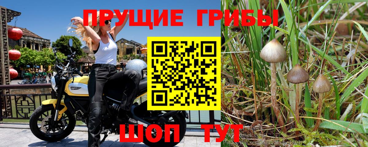Зеленогорск  Галлюциногенные грибы Cubensis  Псилоцибиновые грибы мицелий  Вход с VPN 
